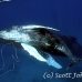 whale_humpback_sb_h_0818_dom0825.jpg